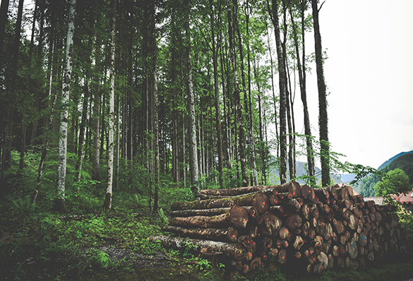 sustainably sourced wood for saunas